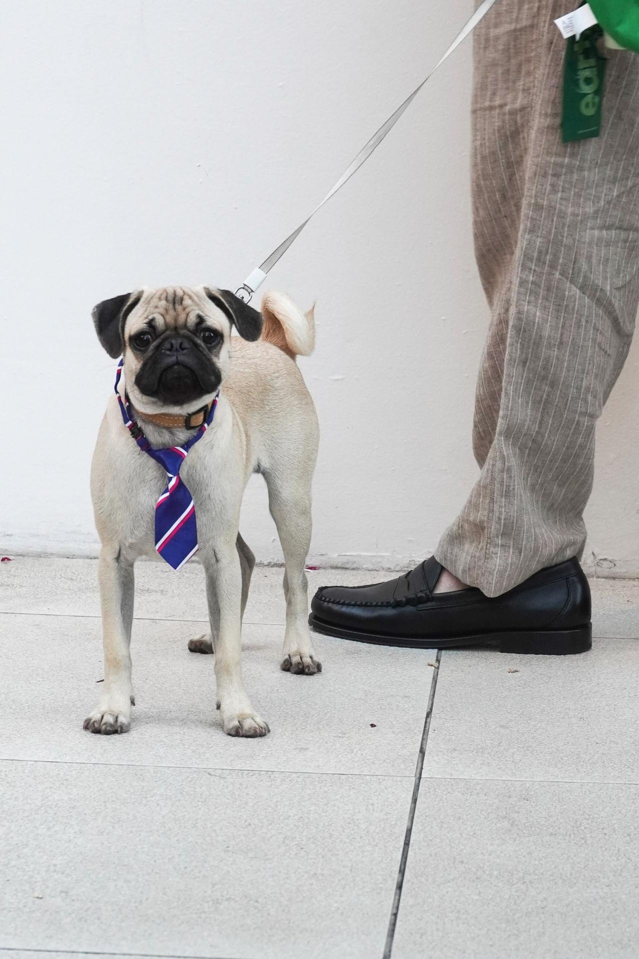 A dog at the Milk-Bone screening of Superman in Los Angeles