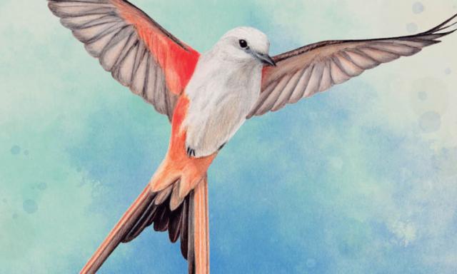 Wingspan cover